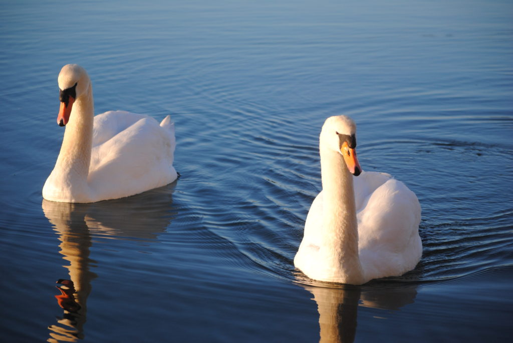 West End Pair